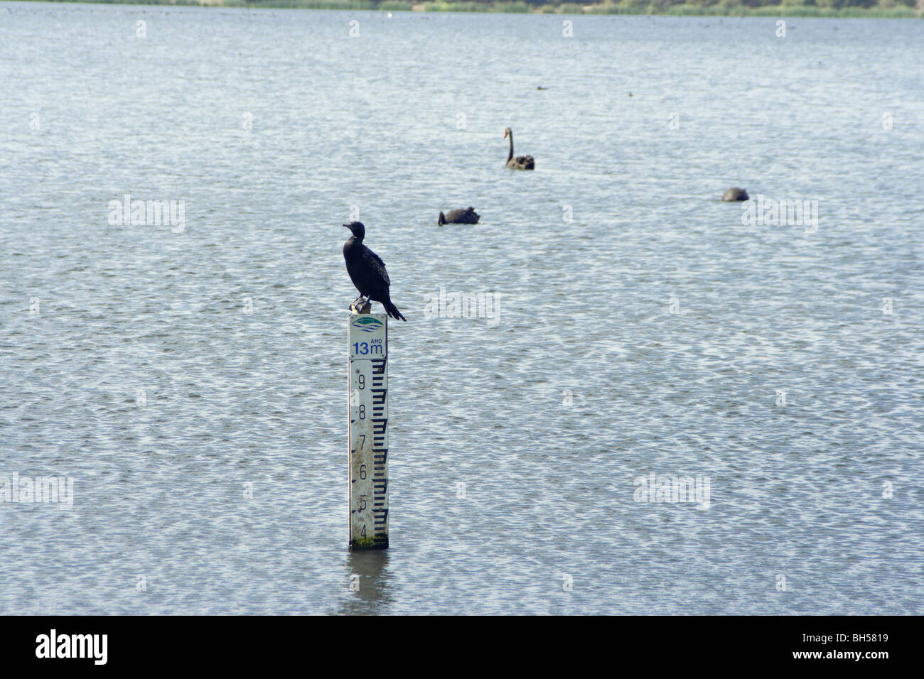 Un black bird arroccato su di un calibro di profondità a Lago Monger in Western Australia. Foto Stock