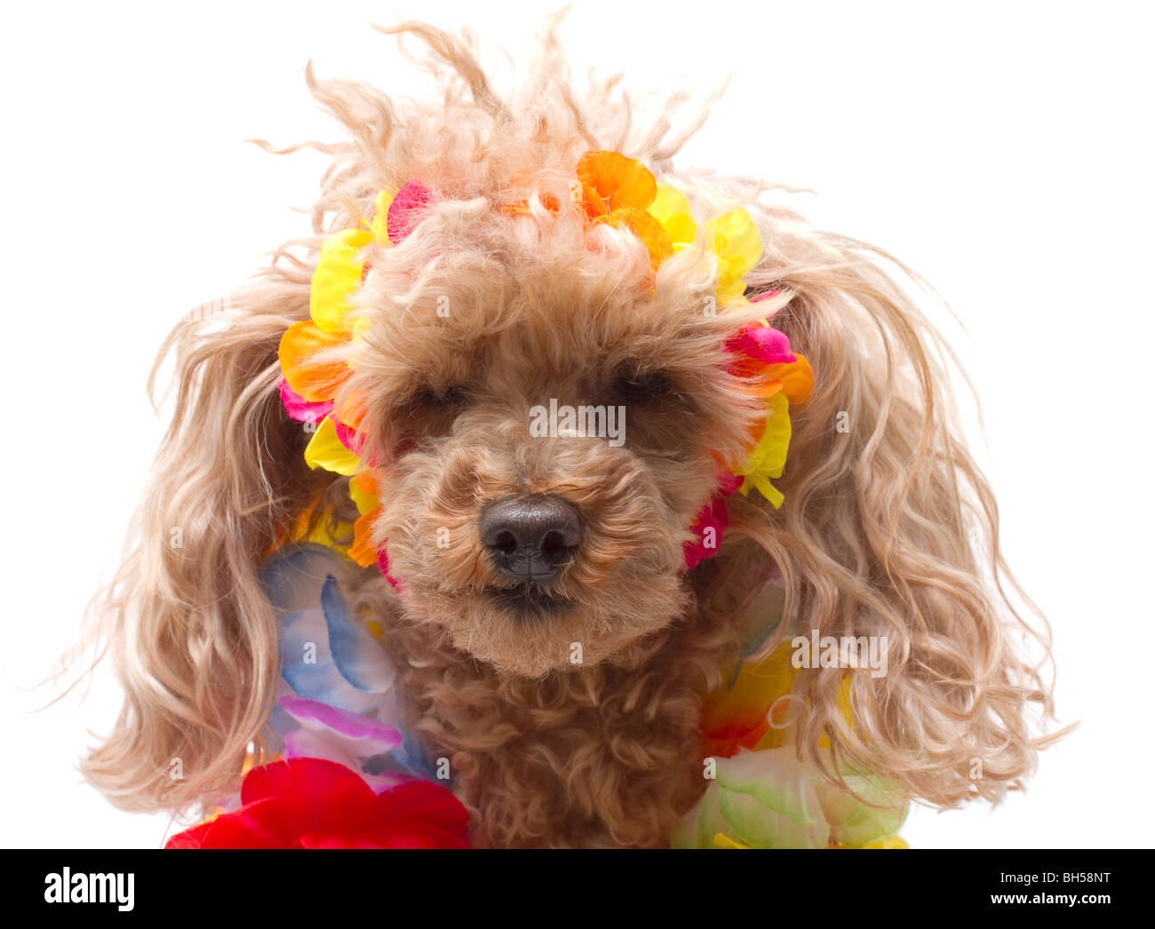 Un cane con disordinati capelli Foto Stock