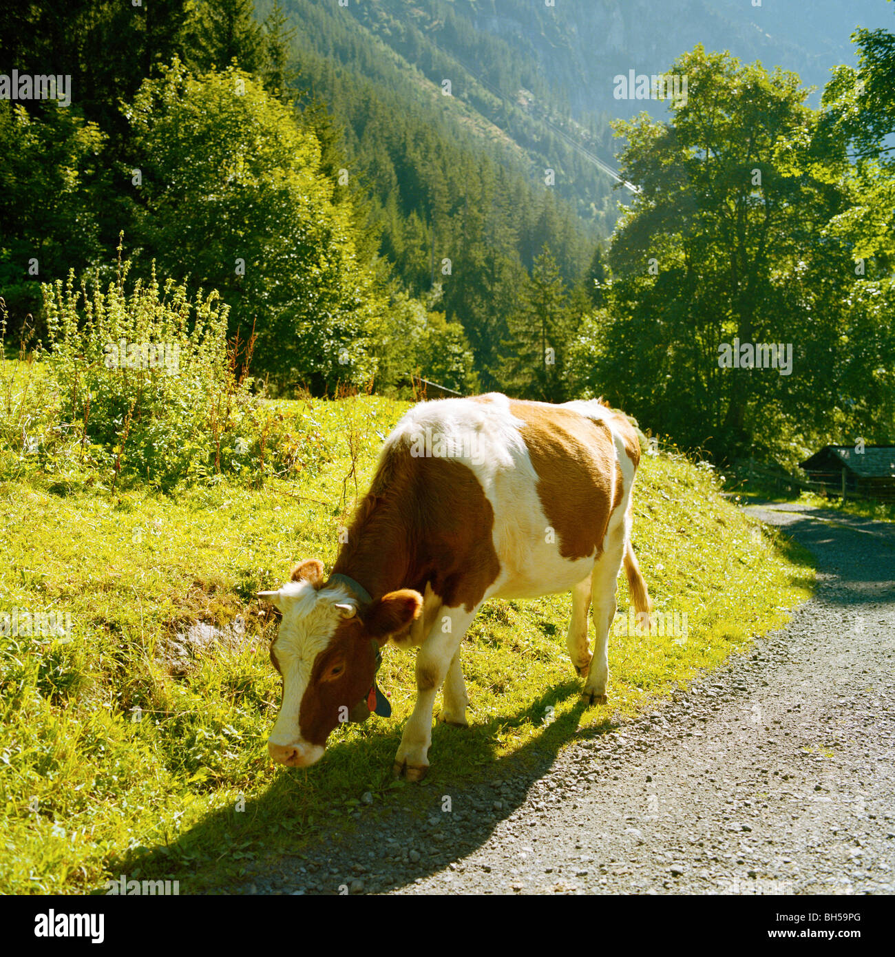 Malga mucca svizzera Foto Stock