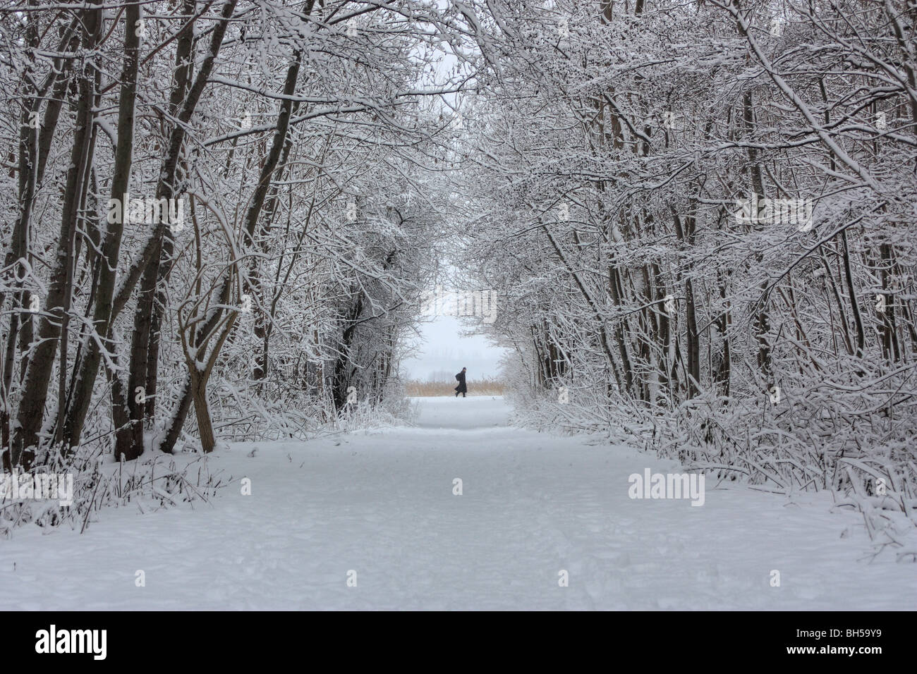 Snow forrest paesaggio invernale Foto Stock