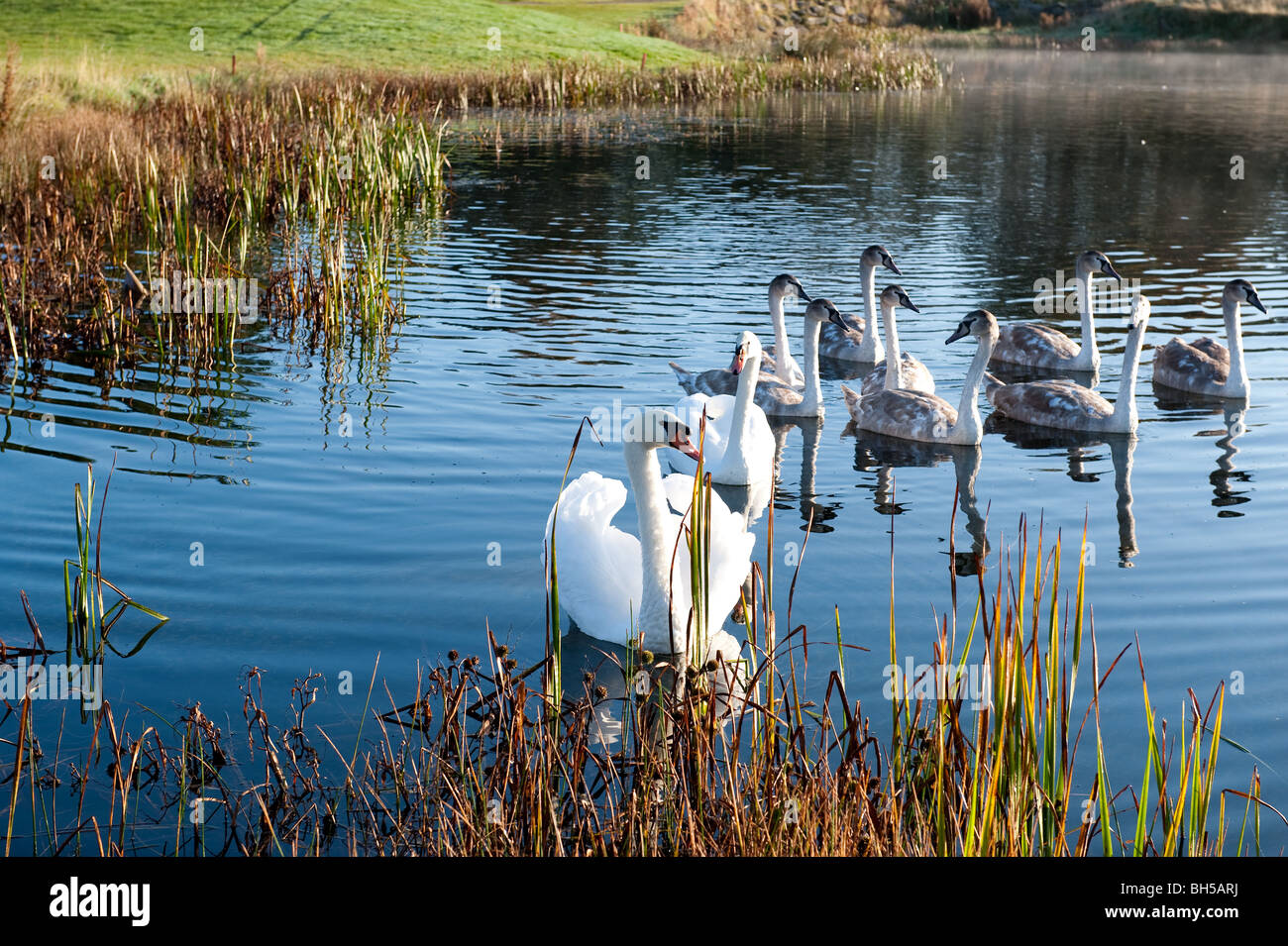 Una bella famiglia dei cigni sul lago, Foto Stock