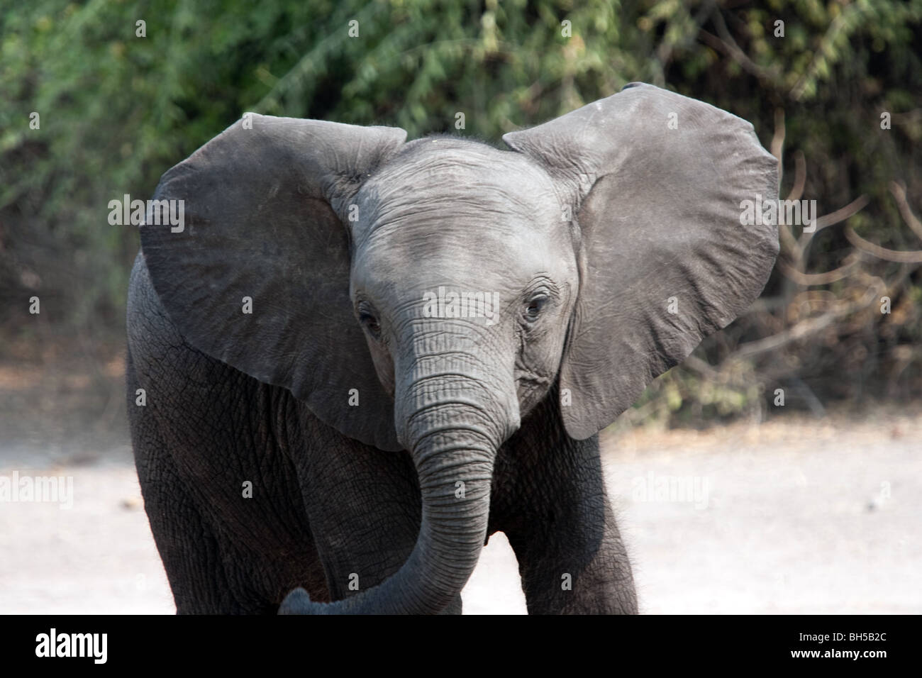 Elefanti Foto Stock