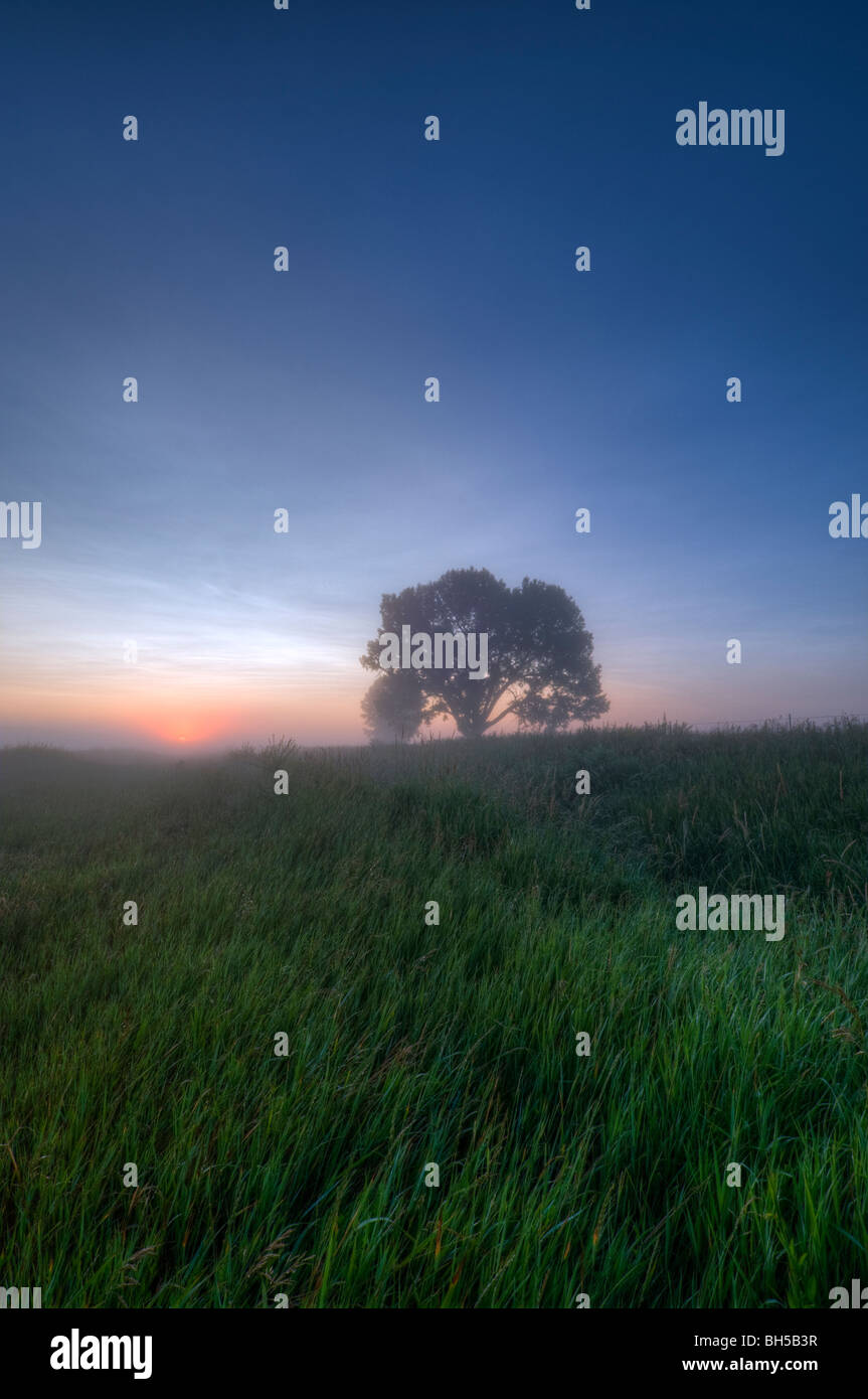 Lone Tree pioppi neri americani nella nebbia mattutina & verde erba in primo piano Foto Stock