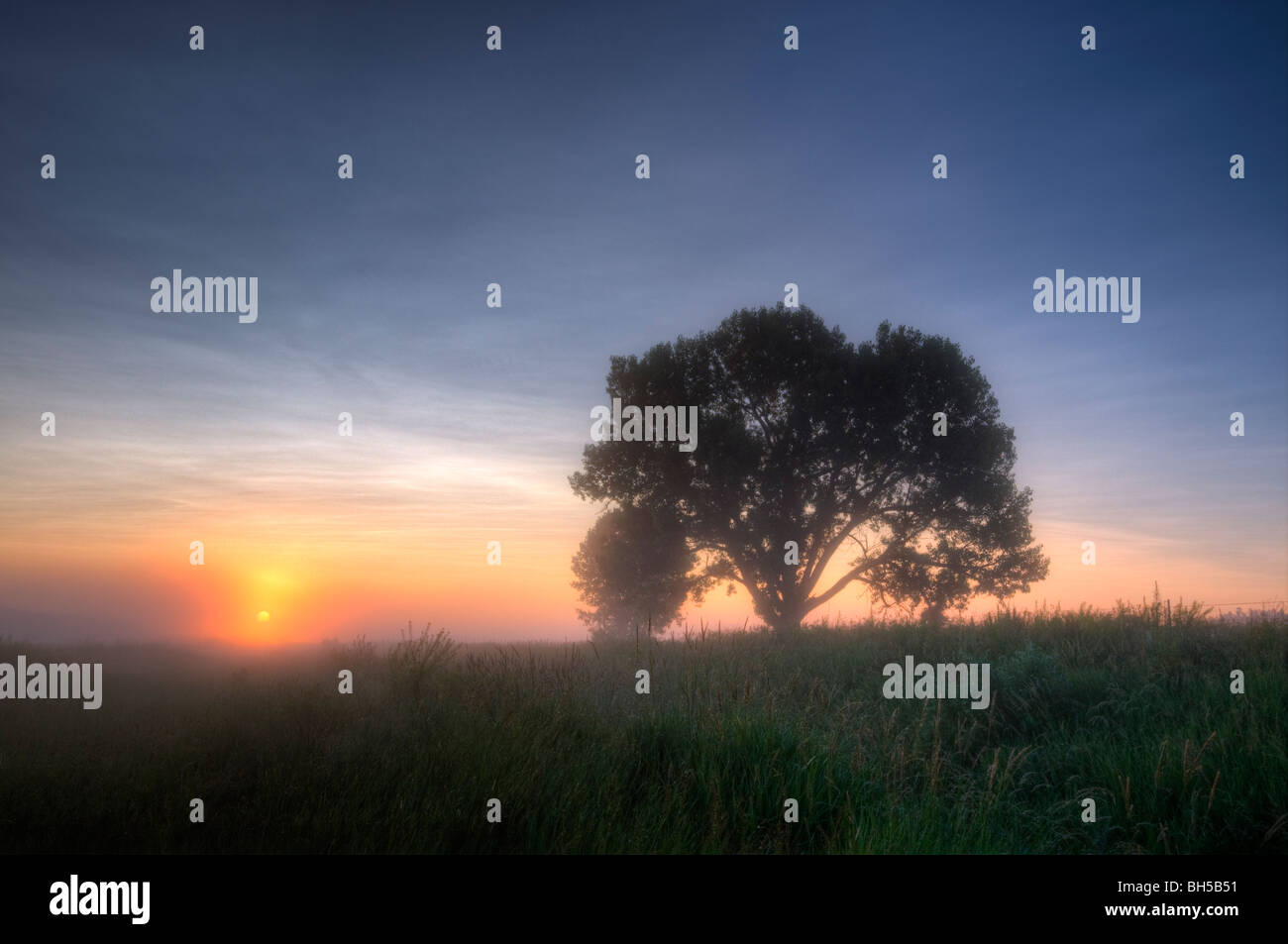 Lone Tree pioppi neri americani nella nebbia di sunrise Foto Stock