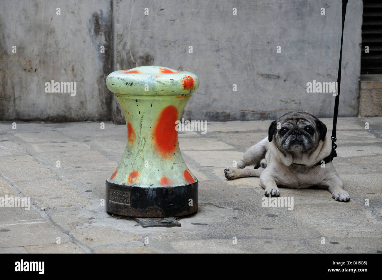 Cane giace sul pavimento in attesa del suo lordling Foto Stock