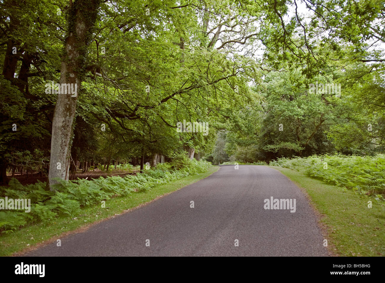 La strada attraverso la New Forest National Park in primavera, Hampshire, Inghilterra Foto Stock