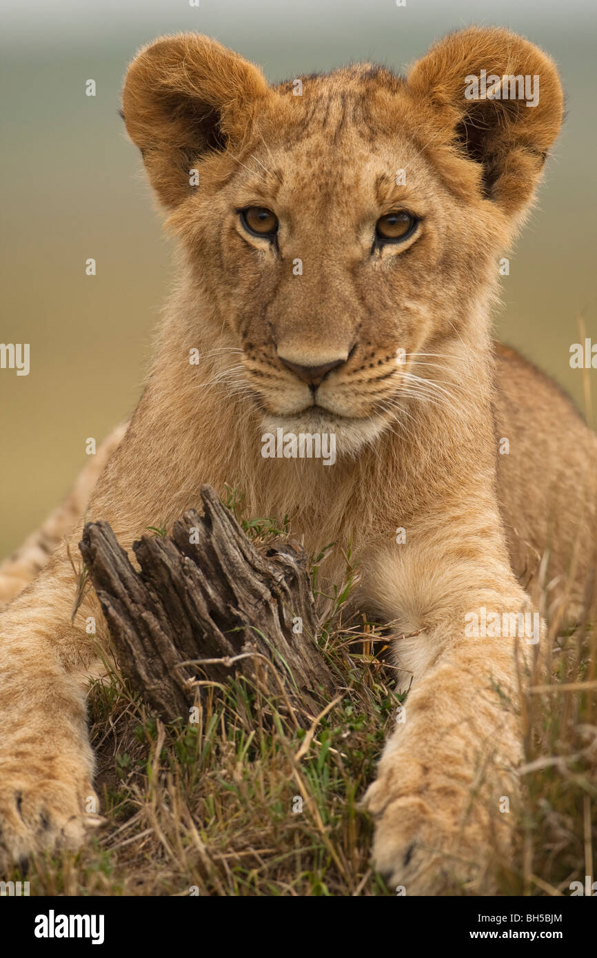Carino rivolta Lion cub sdraiato zampe anteriori intorno al moncone bella occhi soft focus sullo sfondo di close-up Masai Mara del Kenia Masai Mara Foto Stock