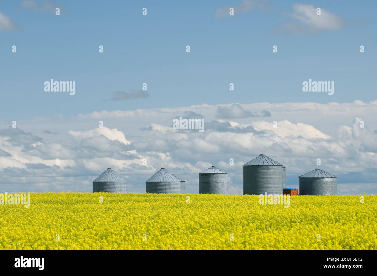 Di colore giallo brillante campi di senape contro una drammatica estate cielo vicino Opheim Foto Stock
