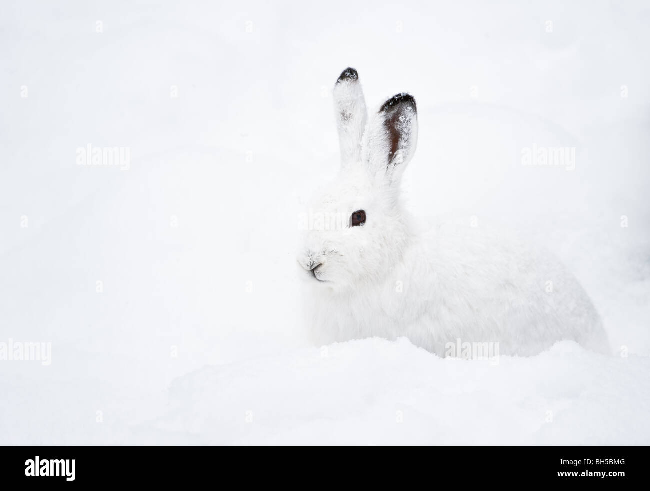 La Lepre Bianca (lat. Lepus timidus) con pelliccia bianca seduta nella neve in inverno Foto Stock