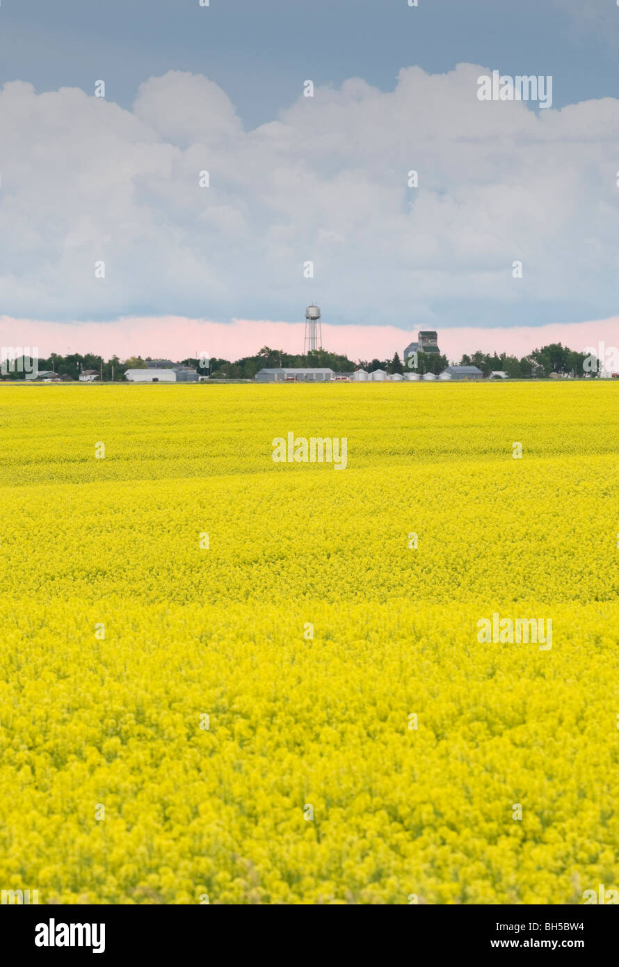 Di colore giallo brillante campi di senape a Opheim Foto Stock