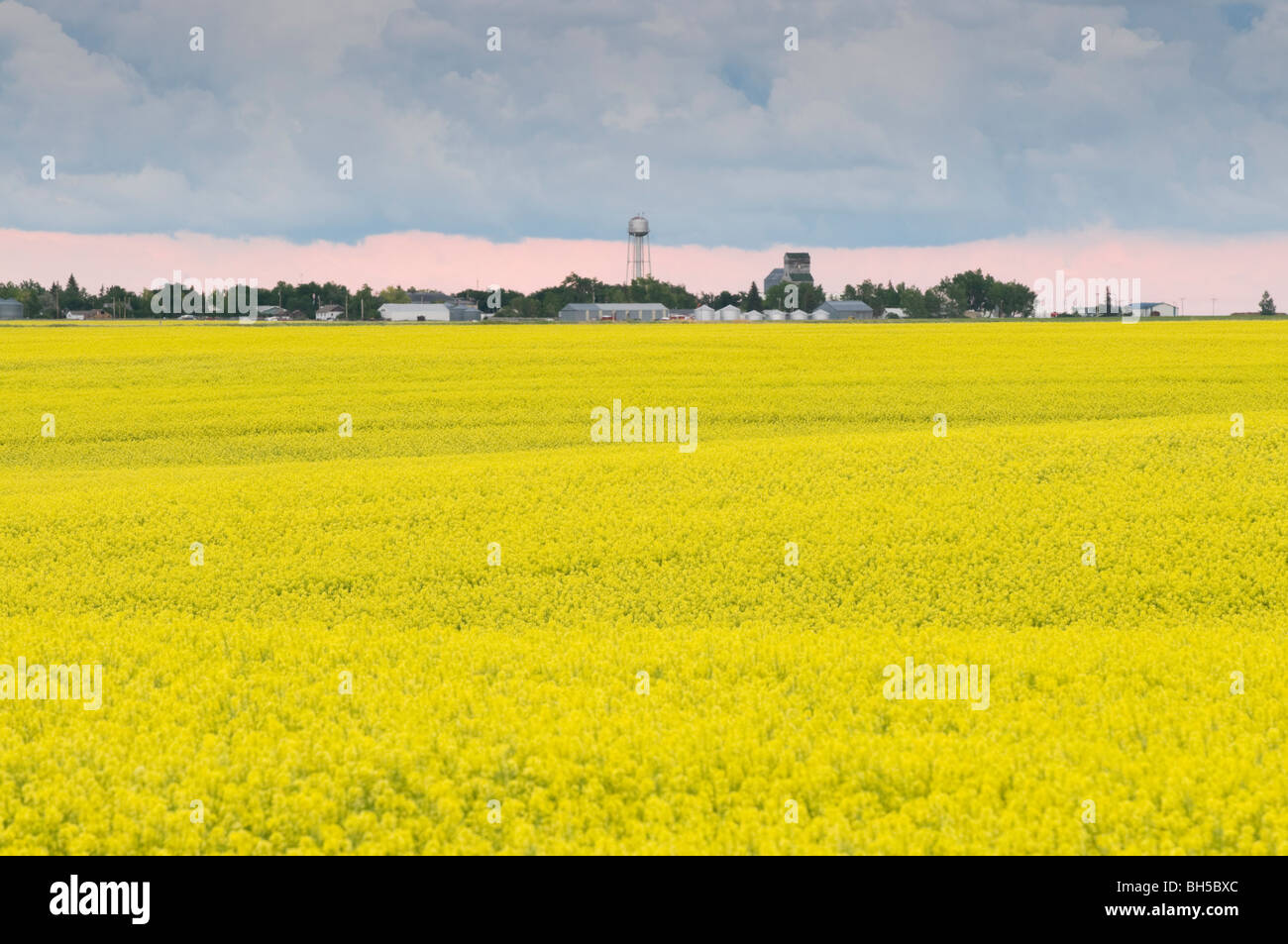 Di colore giallo brillante campi di senape a Opheim Foto Stock