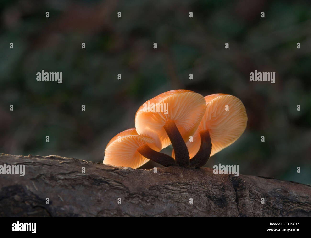 Gambo di velluto funghi Foto Stock