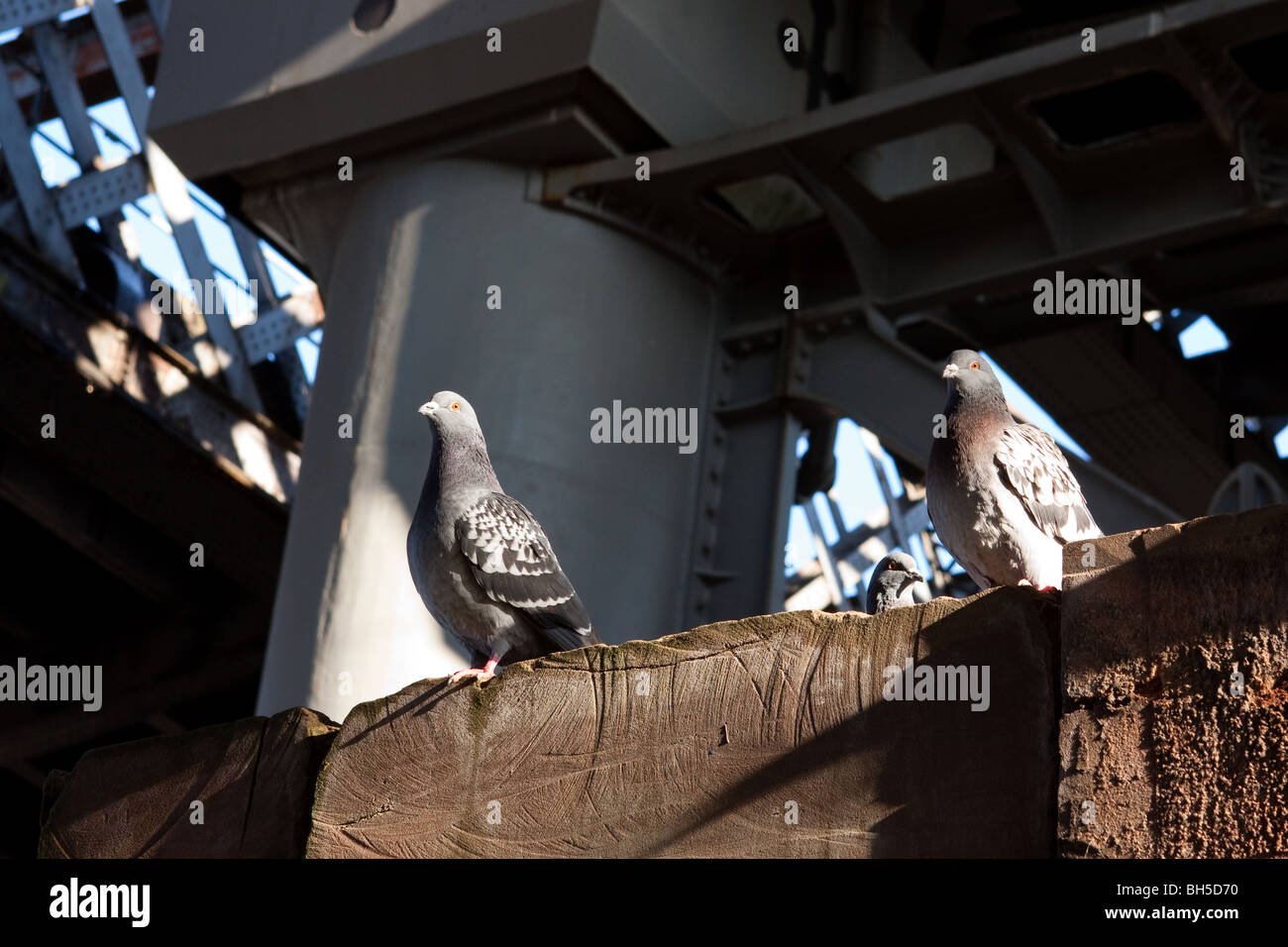 Piccioni in arcate ferroviarie Foto Stock