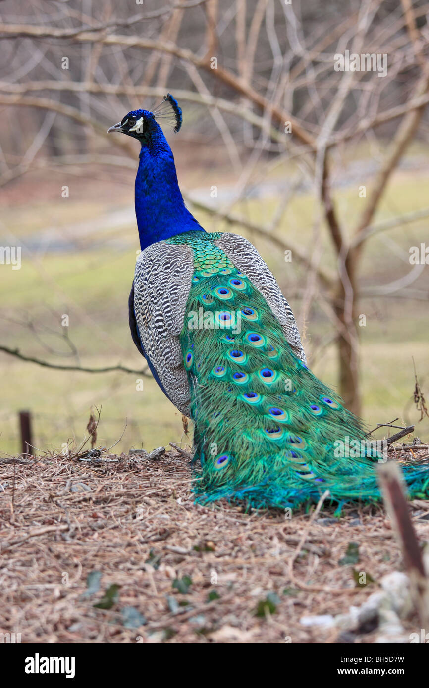 Indian peafowl peacock, Pavo cristatus Foto Stock