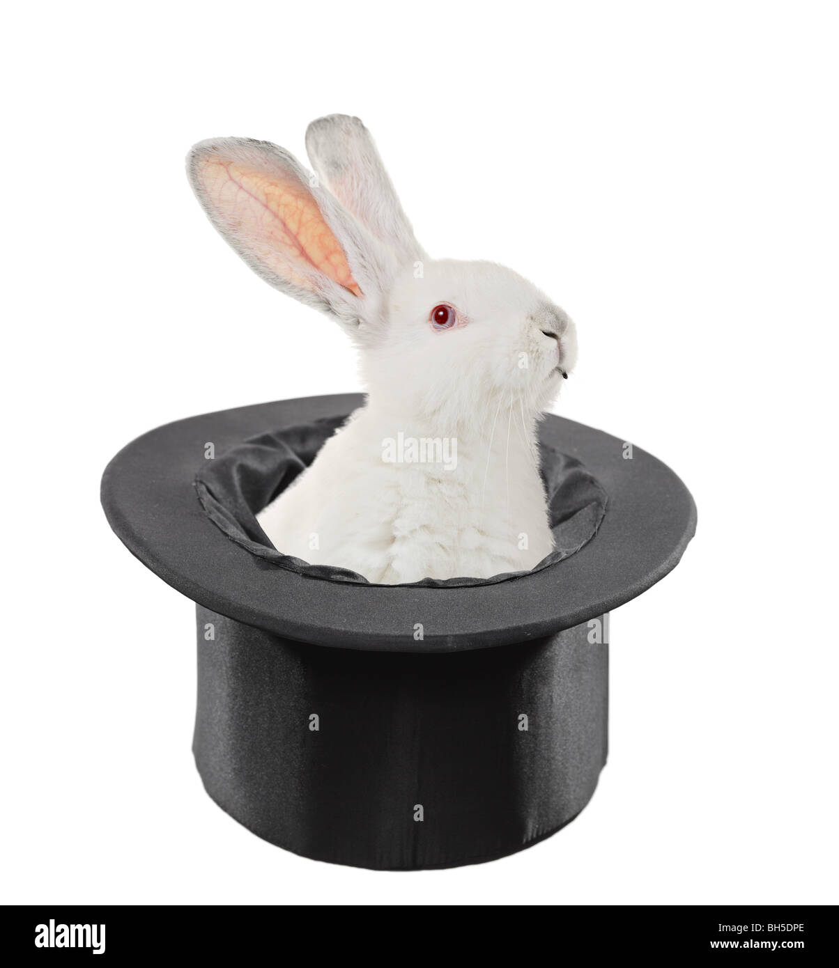 Coniglio in un cappello isolati su sfondo bianco Foto Stock