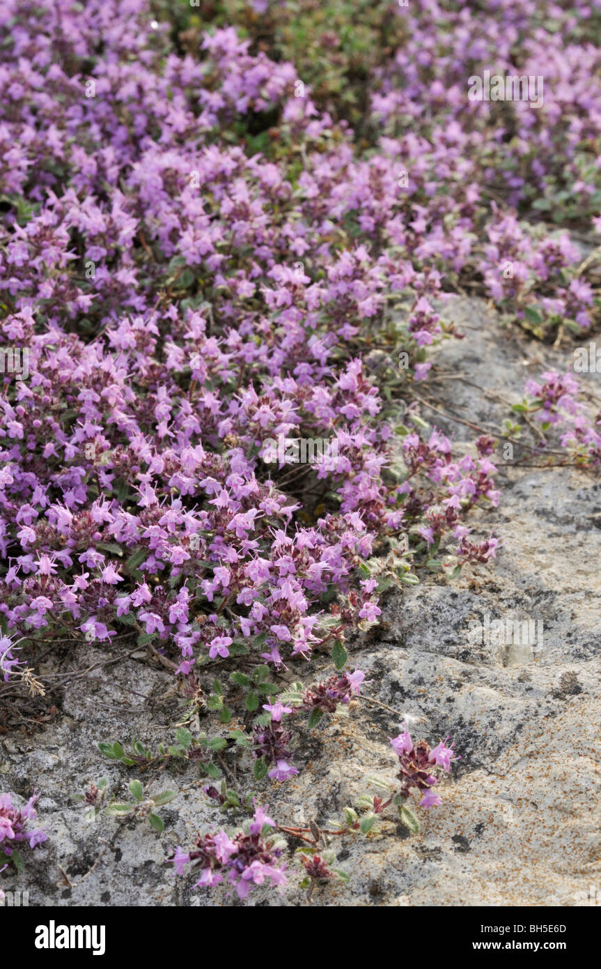 Spunto di timo (Thymus praecox subsp. britannicus syn. Timo arcticus) Foto Stock
