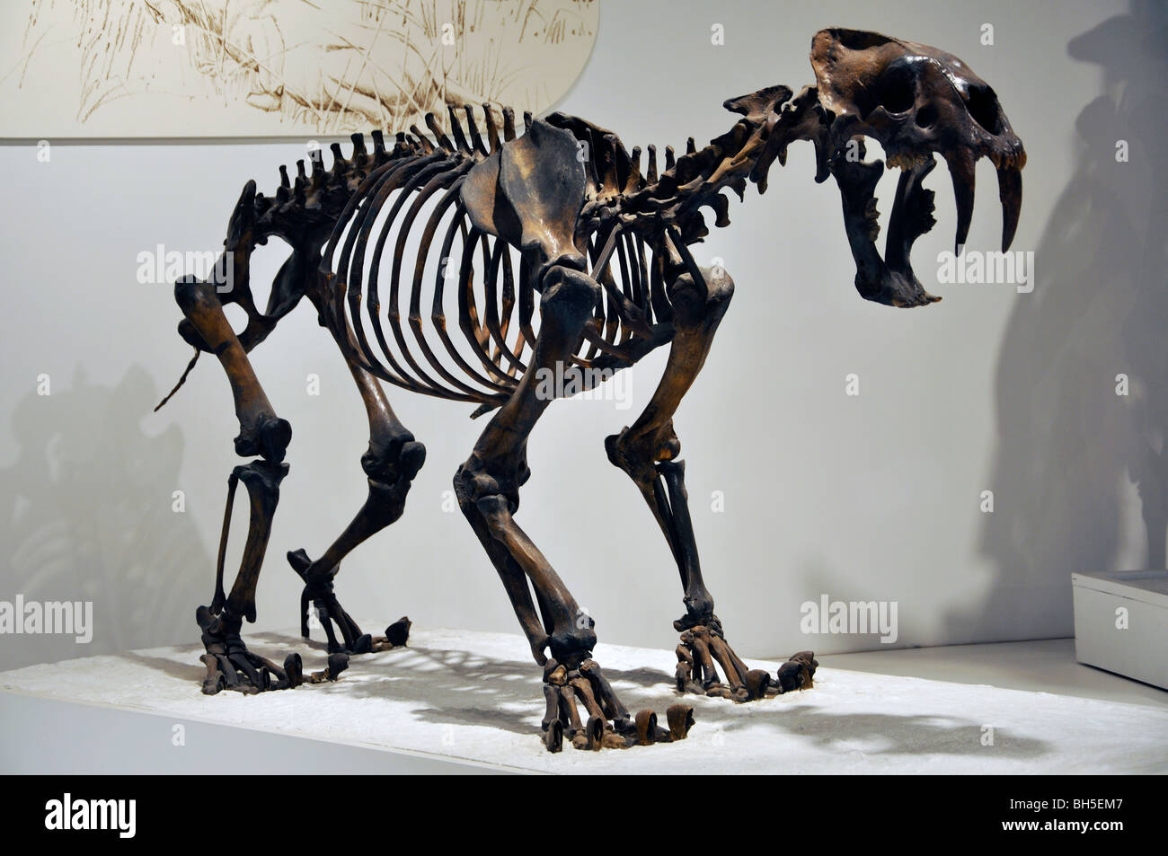 Saber dente cat (smilodon fatalis) skeleton Al Panhandle-Plains Historical Museum, Amarillo, Texas Foto Stock