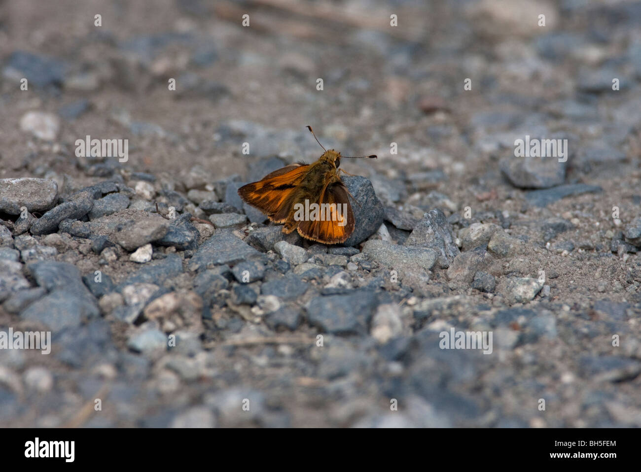 Woodland Skipper Butterfly Ochlodes sylvanoides sul terreno at Legacy Marsh Lantzville Isola di Vancouver BC Canada nel mese di agosto Foto Stock