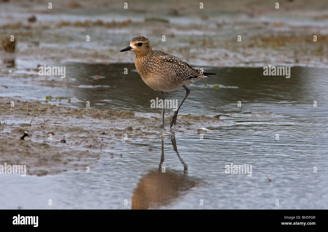 American Golden Plover Pluvialis dominica avanzamento sul San Malo velme Parksville Isola di Vancouver BC Canada nel mese di settembre Foto Stock