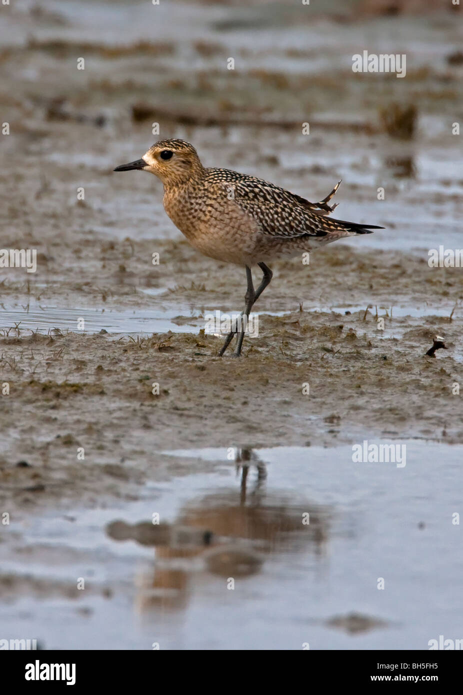 American Golden Plover Pluvialis dominica avanzamento sul San Malo velme Parksville Isola di Vancouver BC Canada nel mese di settembre Foto Stock