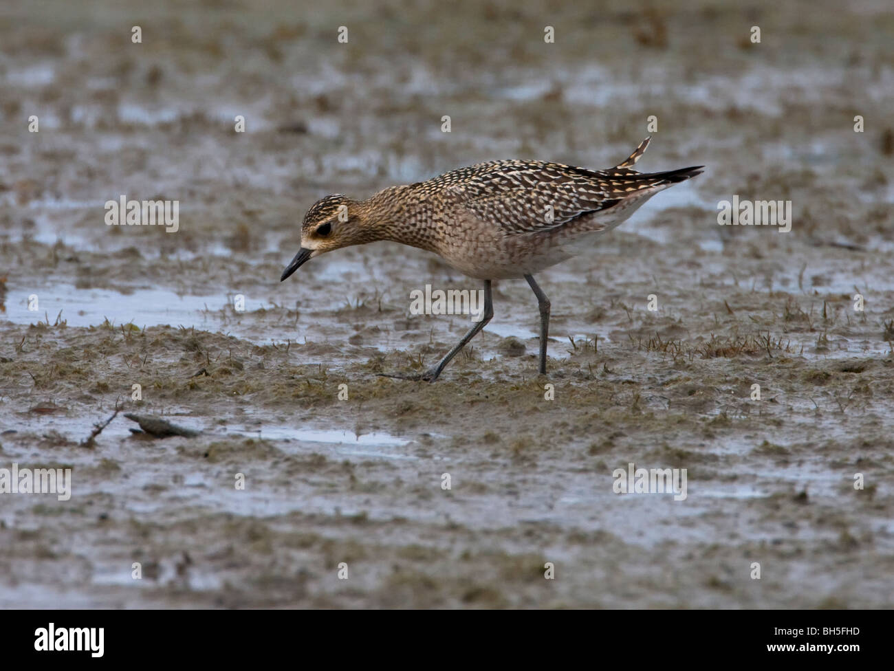 American Golden Plover Pluvialis dominica avanzamento sul San Malo velme Parksville Isola di Vancouver BC Canada nel mese di settembre Foto Stock