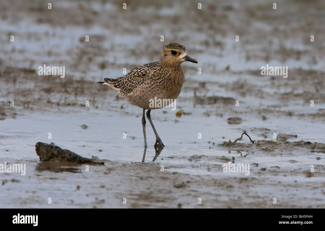 American Golden Plover Pluvialis dominica avanzamento sul San Malo velme Parksville Isola di Vancouver BC Canada nel mese di settembre Foto Stock