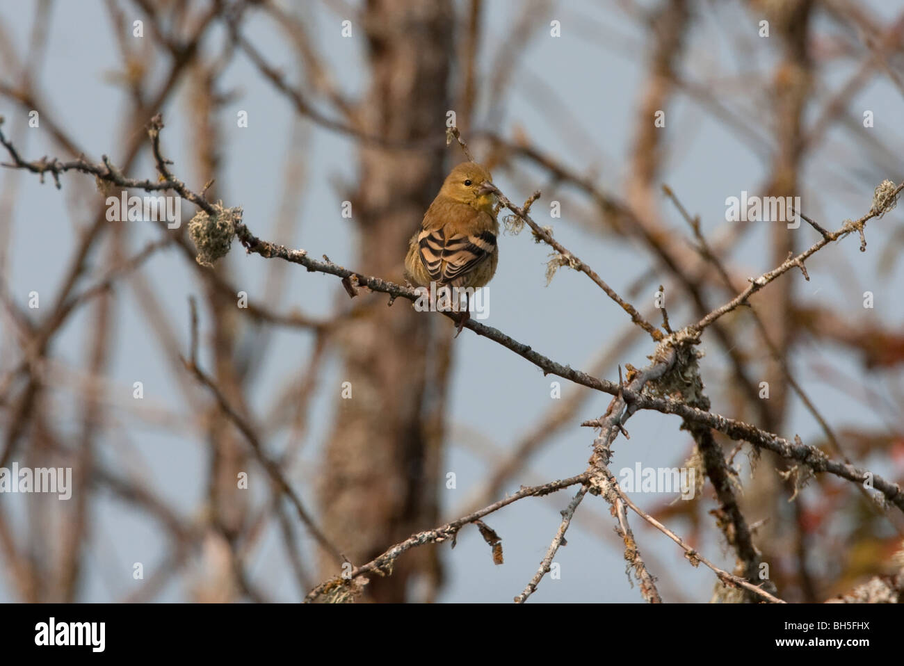 American Cardellino Spinus tristis capretti appollaiato in un albero a Holden Creek Nanaimo Isola di Vancouver BC Canada nel mese di agosto Foto Stock