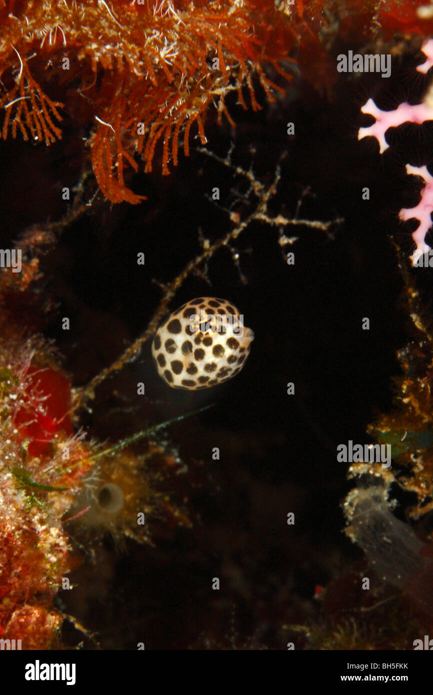Un close-up piena faccia frontale vista di giovanile gialla Trunkfish liscia nuoto all'interno della barriera corallina struttura Foto Stock