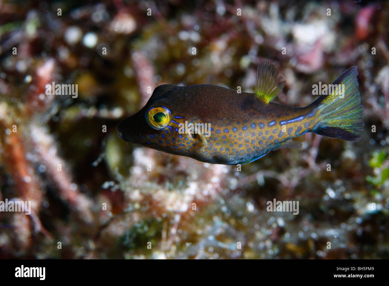 Il novellame sharp-naso puffer nuotando lungo una barriera corallina Foto Stock