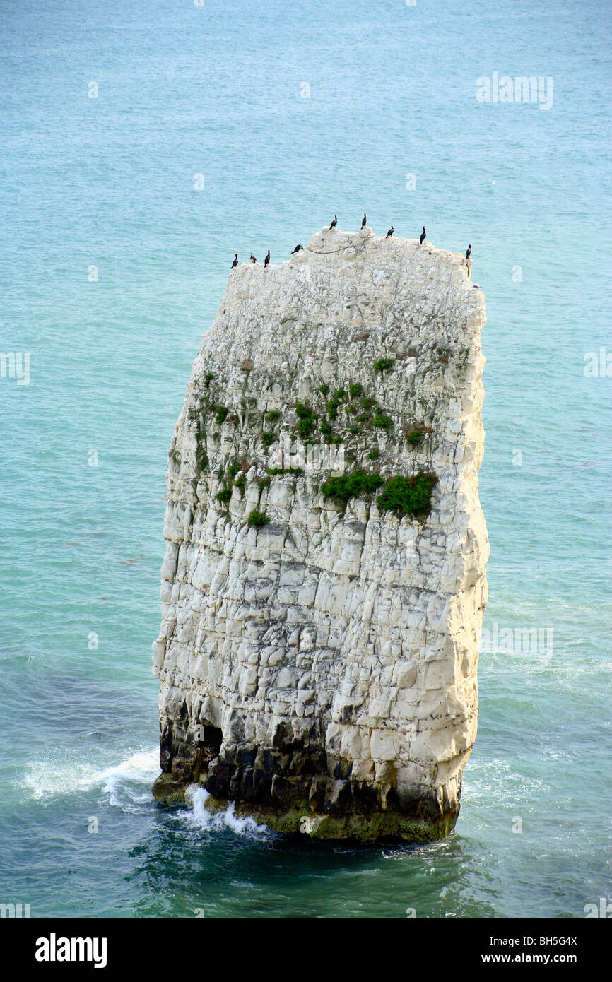 Uccelli marini sulla roccia stack al vecchio Harry rocce vicino Studland, Dorset. Foto Stock