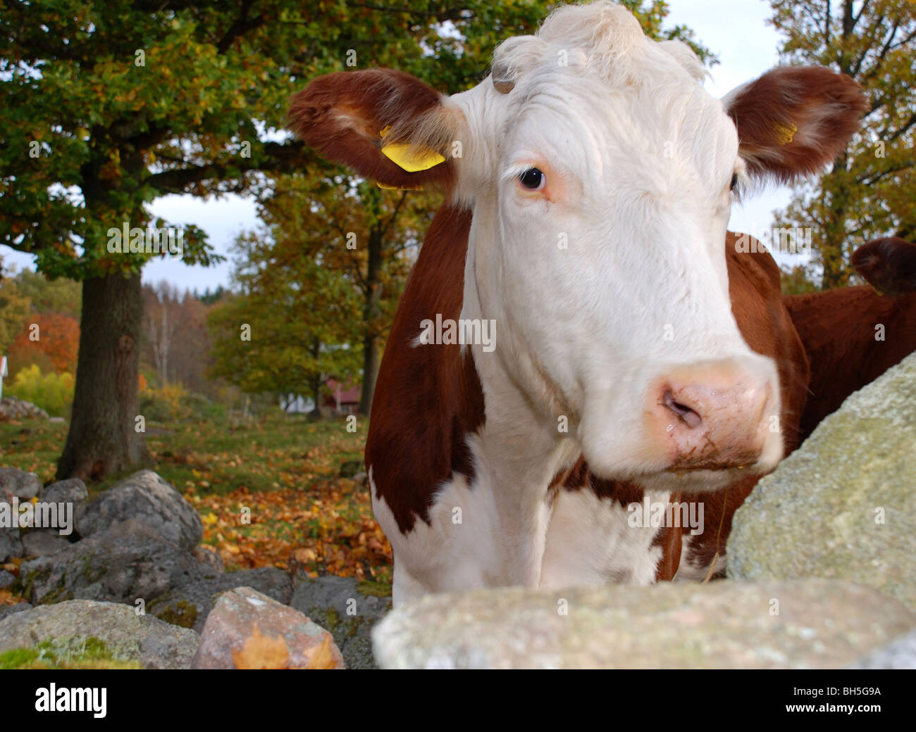 Mucca cercando curiosi Foto Stock