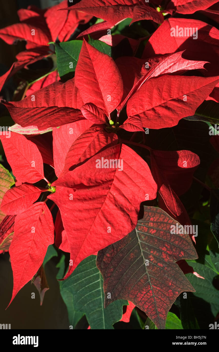 Poinsettia Arbusto con colore rosso brillante delle brattee popolare a Natale in British Homes England Regno Unito Regno Unito Foto Stock