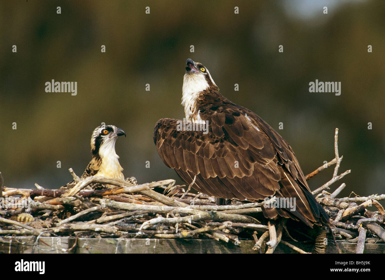 Osprey con pulcino nel nido / Pandion haliaetus Foto Stock