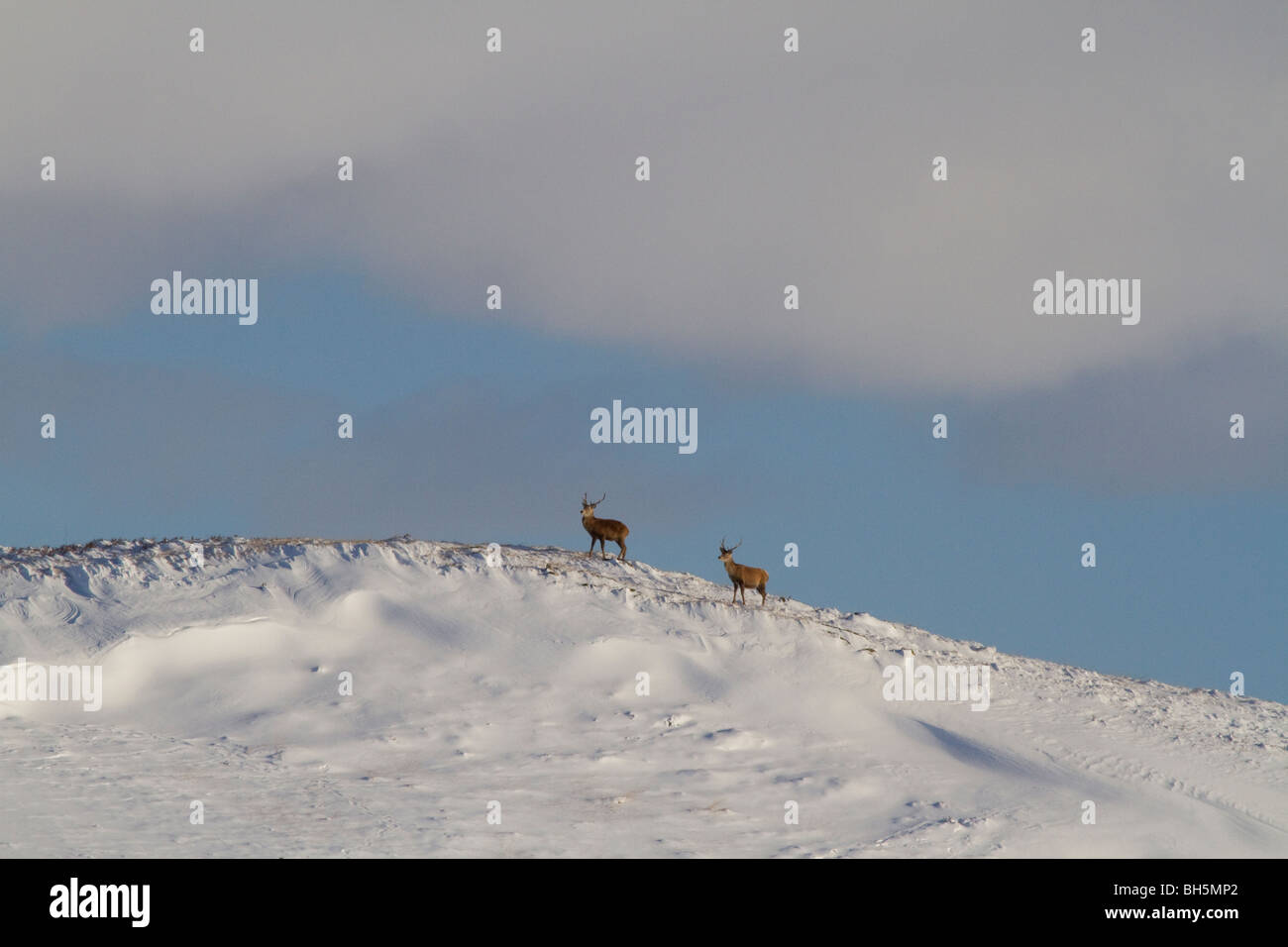 Il cervo (Cervus elaphus) cervi nelle Highlands scozzesi, a nord di Blair Atholl, Perthshire. Foto Stock
