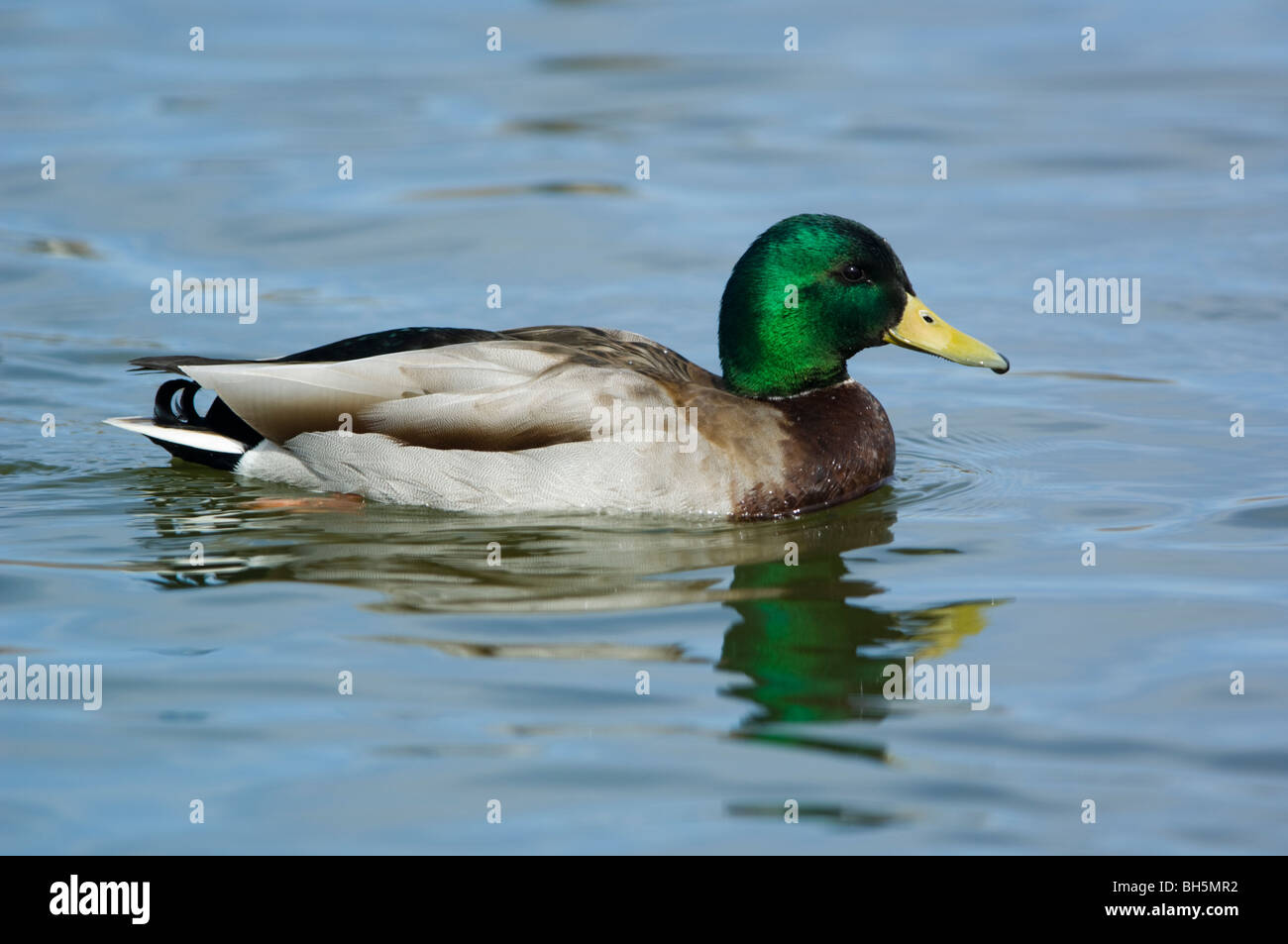 Le anatre bastarde(Anas platyrhynchos) Foto Stock