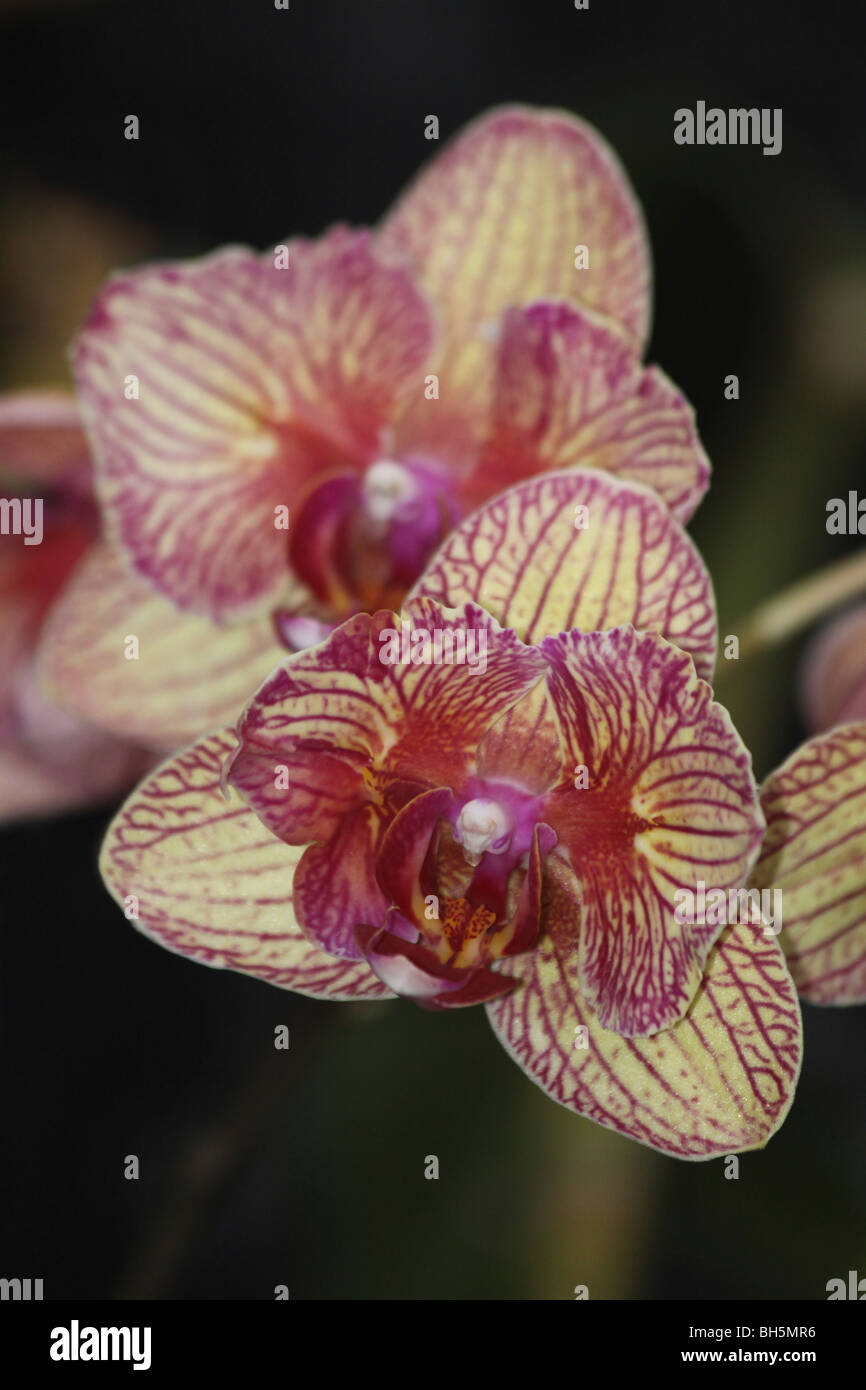 Ibridi di orchidee adottate per lo Zoo di Chester, England, Regno Unito Foto Stock