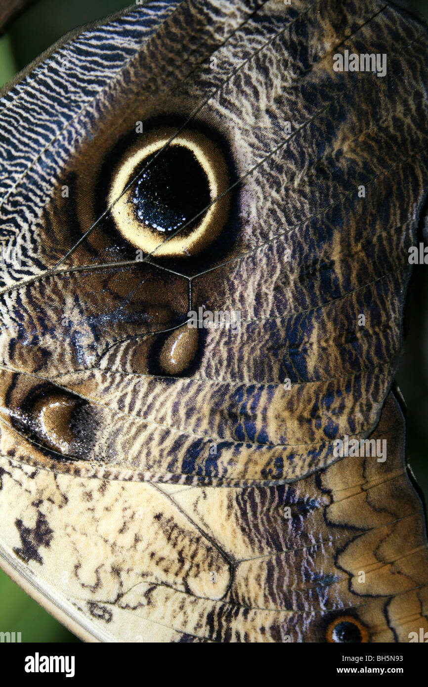 Ala dettaglio sul gigante farfalla Civetta Caligo memnon preso per lo Zoo di Chester, England, Regno Unito Foto Stock