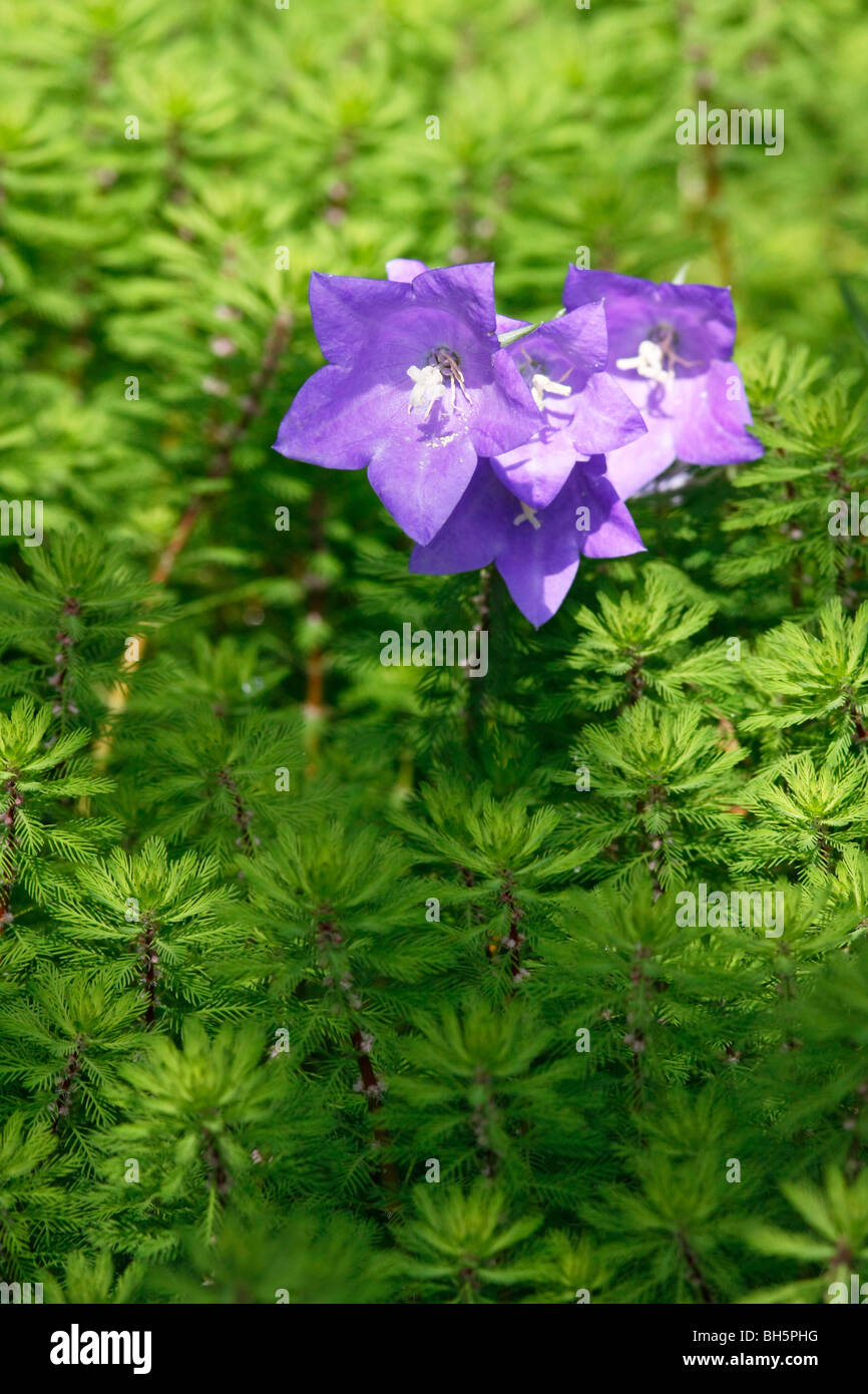 La Campanula (Campanula persicifolia) con Parrot's giù (Myriophyllum aquaticum), in uno stagno in Inghilterra. Foto Stock