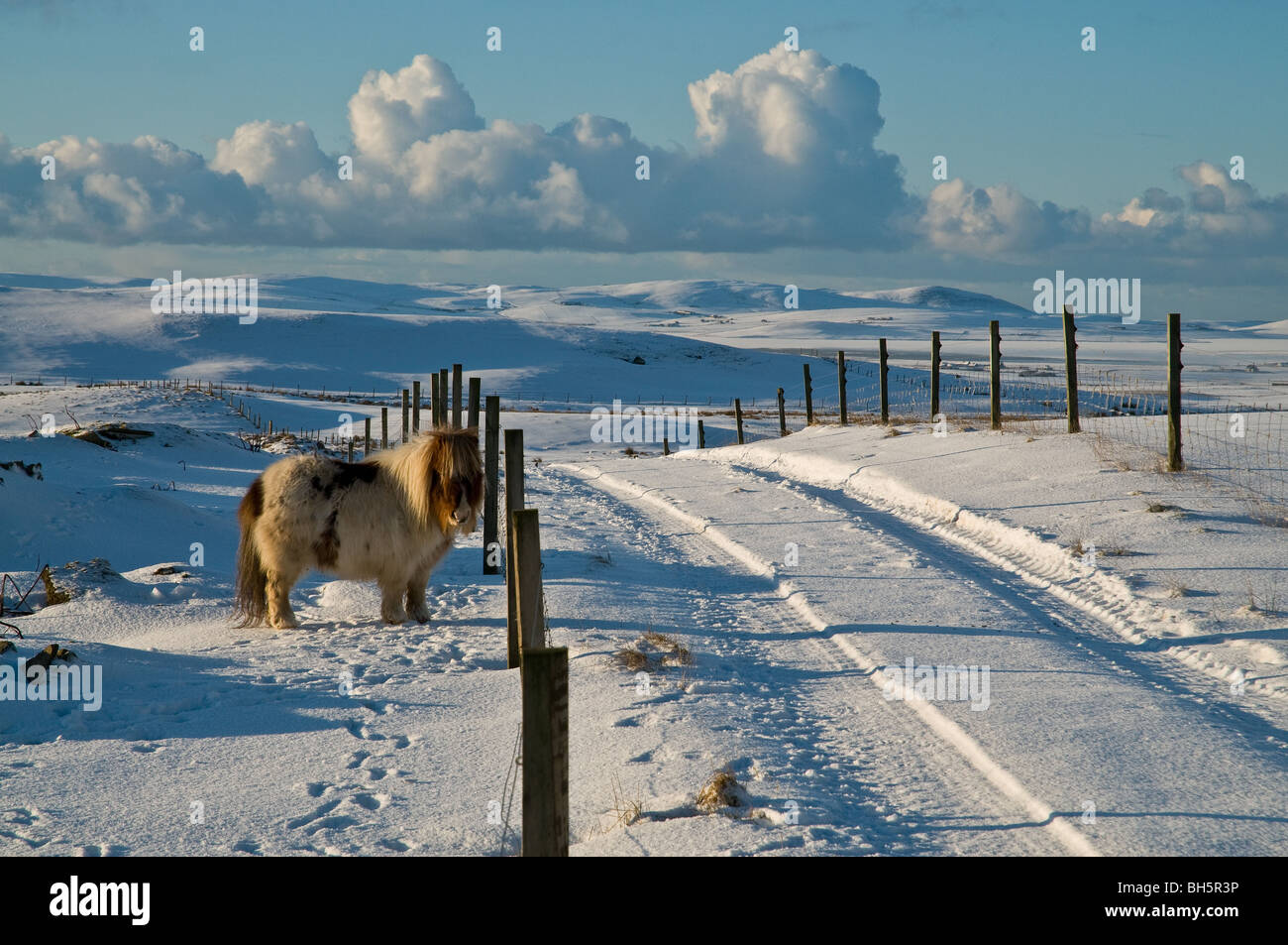 dh Tuskerbister ORPHIR ORKNEY Shetland pony in campo coperto di neve strada e Stenness campagna nevoso inverno rurale animali del regno unito Foto Stock