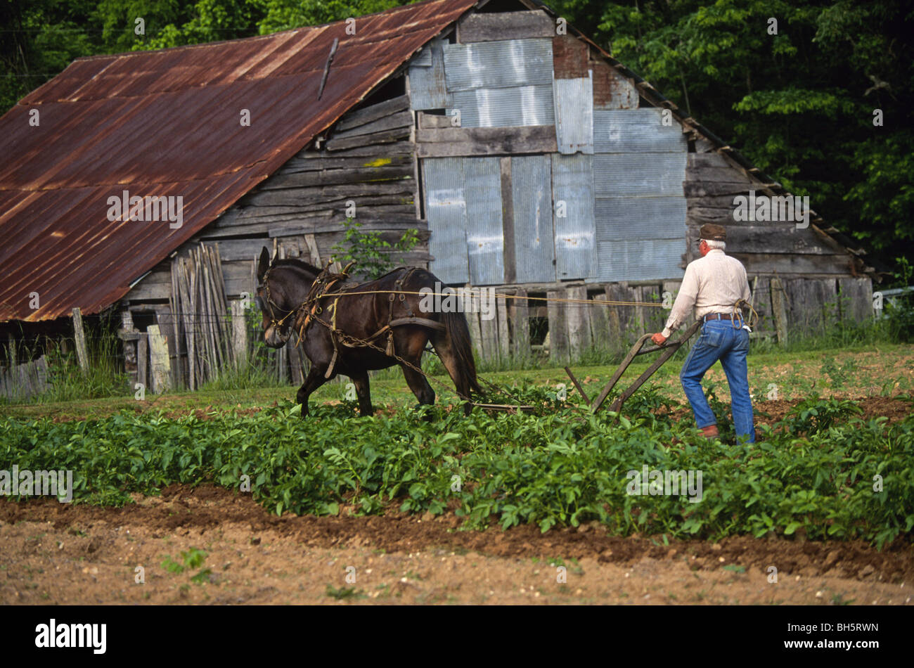 Un contadino ara un campo di patate con un mulo e aratro sulla sua fattoria dei monti Ozark, Arkansas Foto Stock