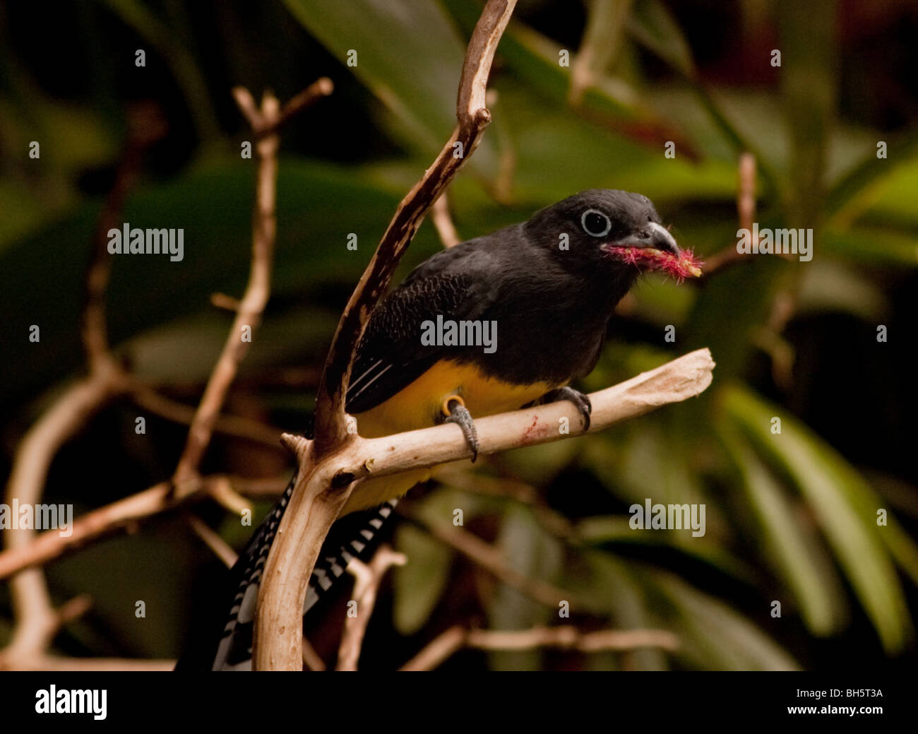 Una black bird con un petto giallo è seduta su un ramo. Ha anello blu intorno a occhio è un white tailed trogon o Trogon chionurus. Foto Stock