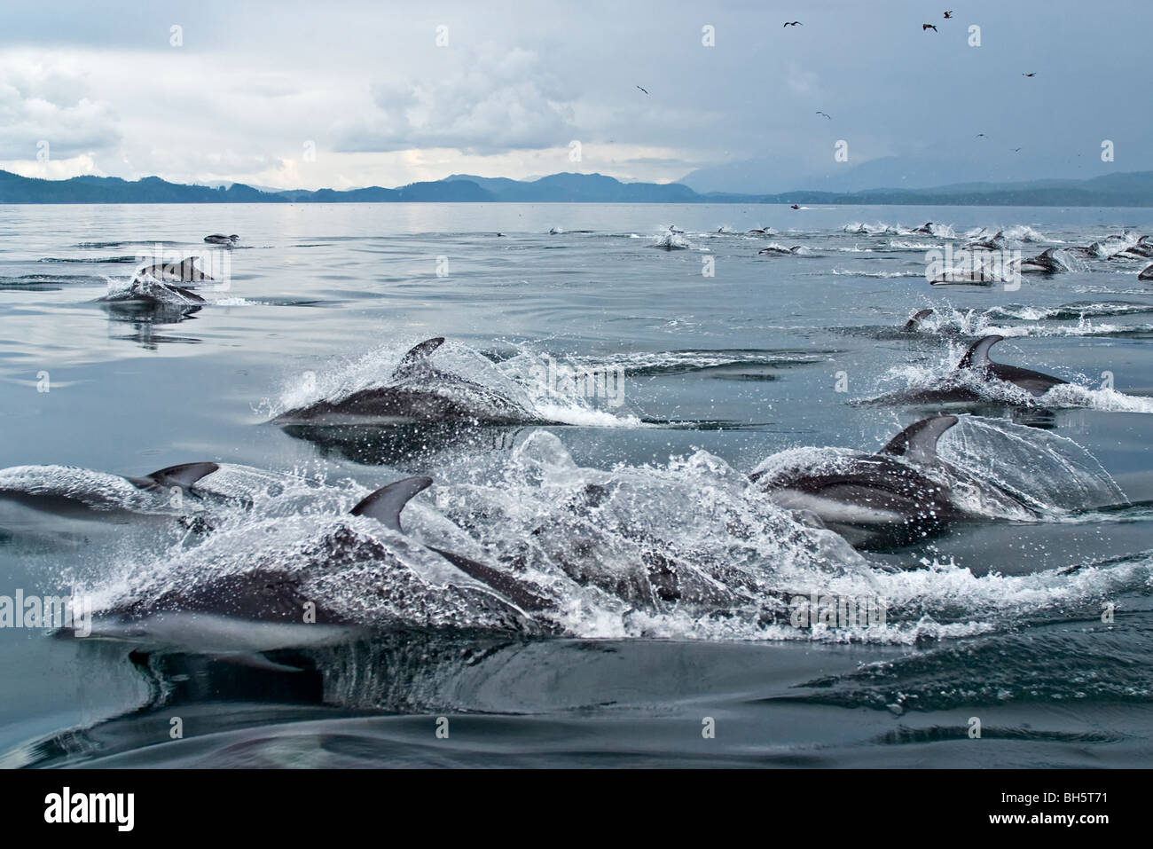 Pacifico facciata bianca delfini in Queen Charlotte Strait, British Columbia, Canada. Lagenorhynchus obliquidens Foto Stock