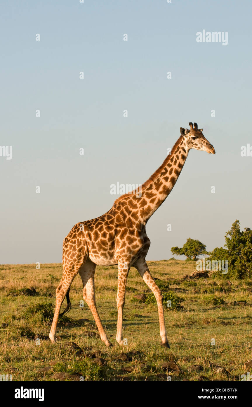Masai Giraffe (Giraffa camelopardalis), il Masai Mara riserva nazionale del Kenya. Foto Stock