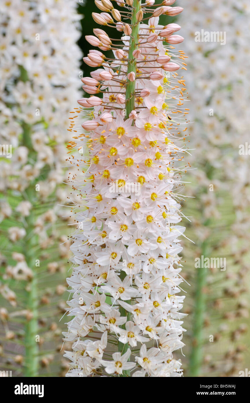 Coda di volpe lily (eremurus) Foto Stock