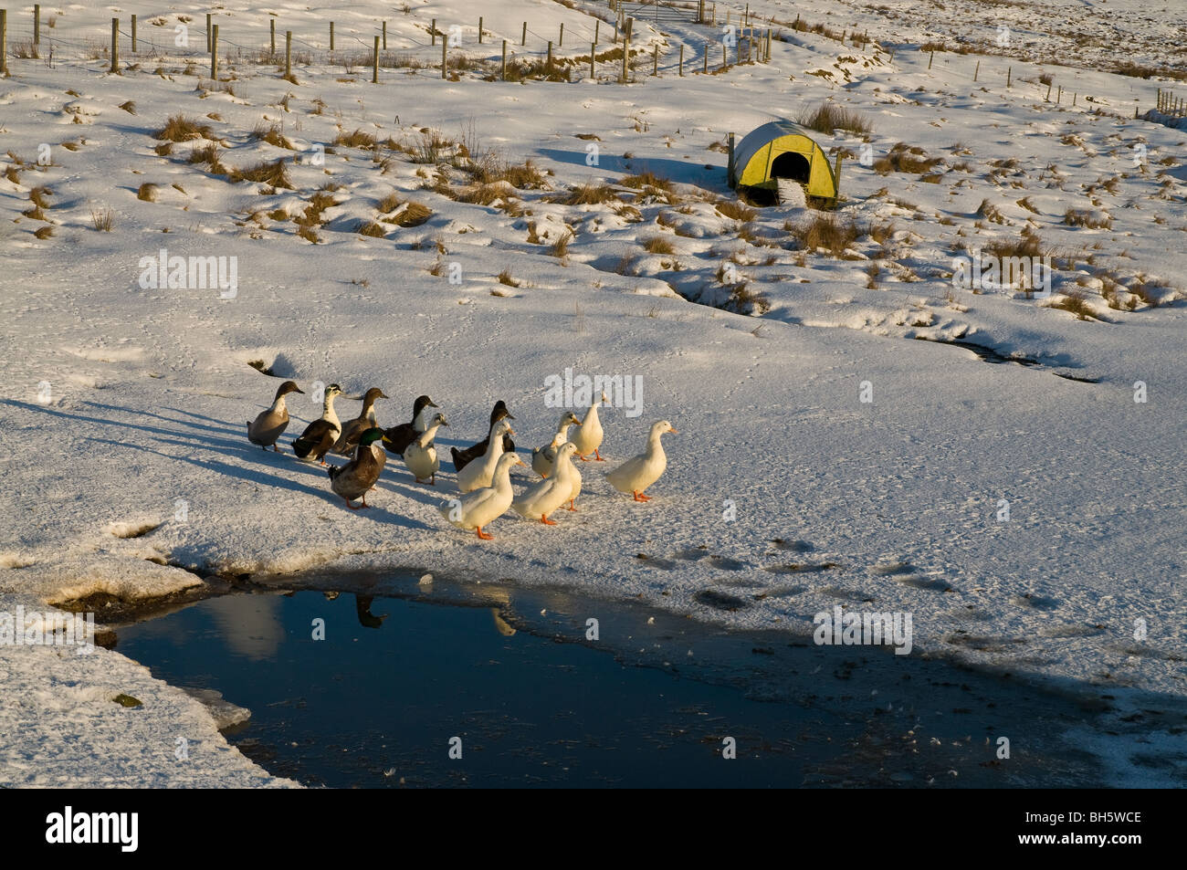 Agricoltura dh ORKNEY le anatre domestiche Congelato stagno e coperto di neve duckhouse campo Foto Stock