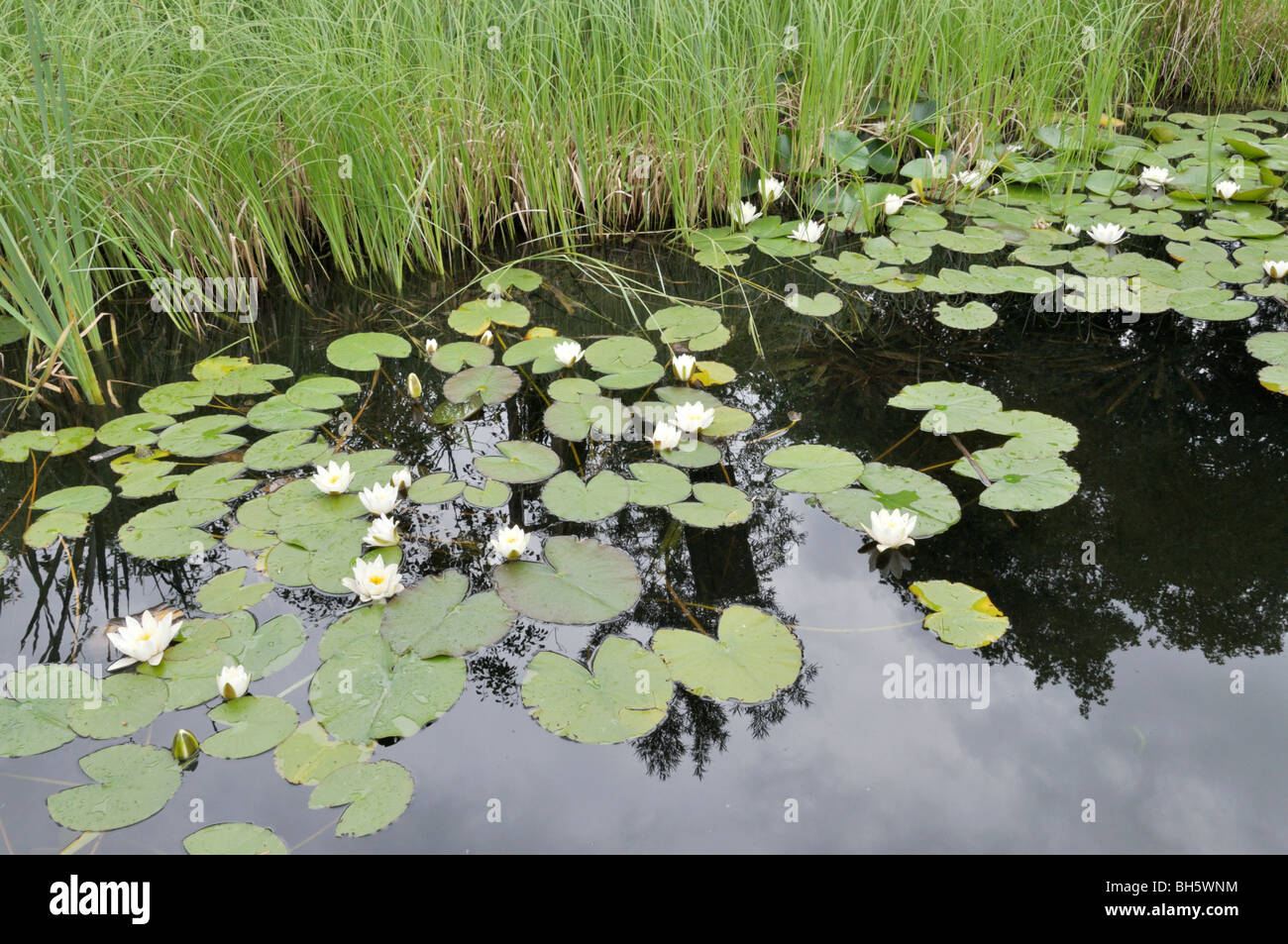 Nymphaea Rustica - Bianca - Pygmaea Alba - Azienda Agricola Tesi Fabio - Foto 11