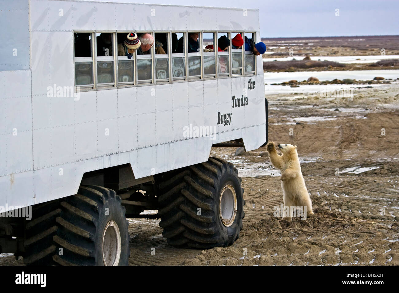 Orso polare, Ursus maritimus, 11 mesi ad esplorare un tundra buggy in The Churchill Wildlife Management Area, Baia di Hudson, Churc Foto Stock