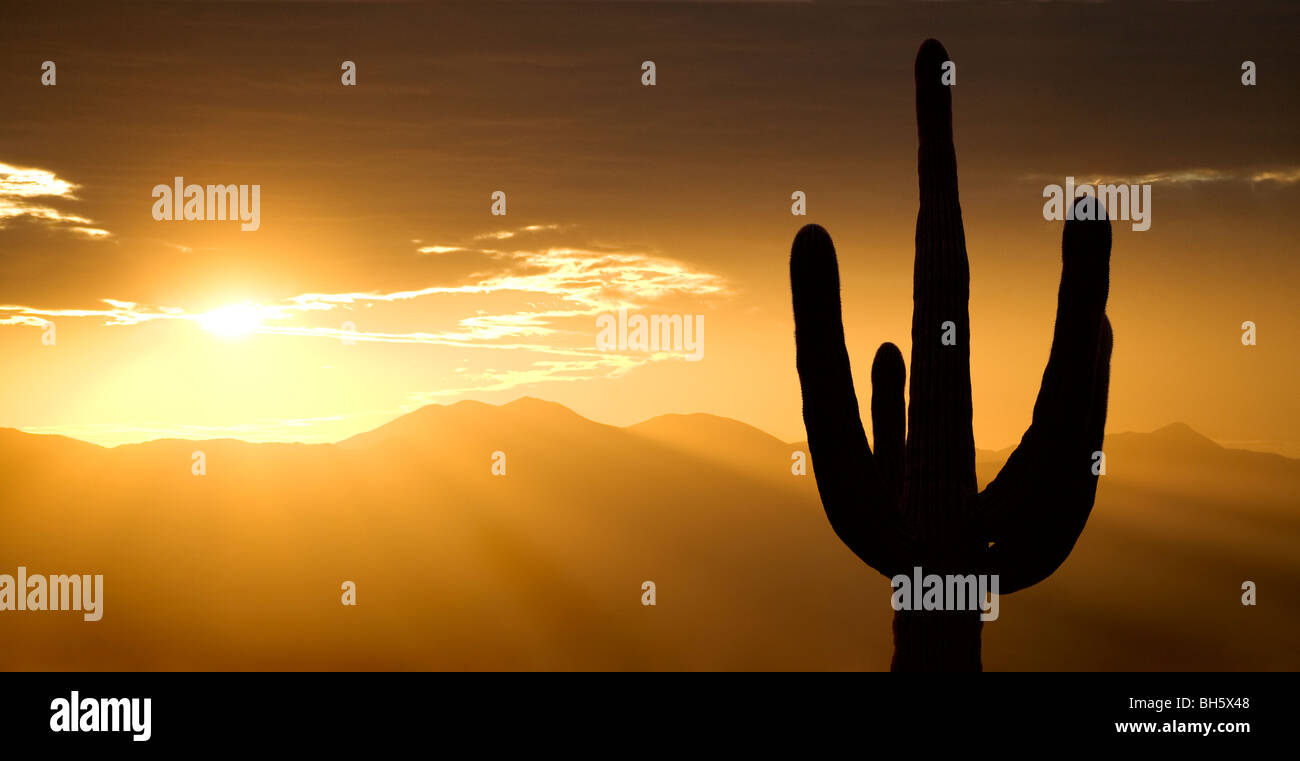 Tramonti sulle montagne con un cactus Saguaro stagliano contro il cielo. Questo è in Arizona, appena ad ovest di Tucson. Foto Stock