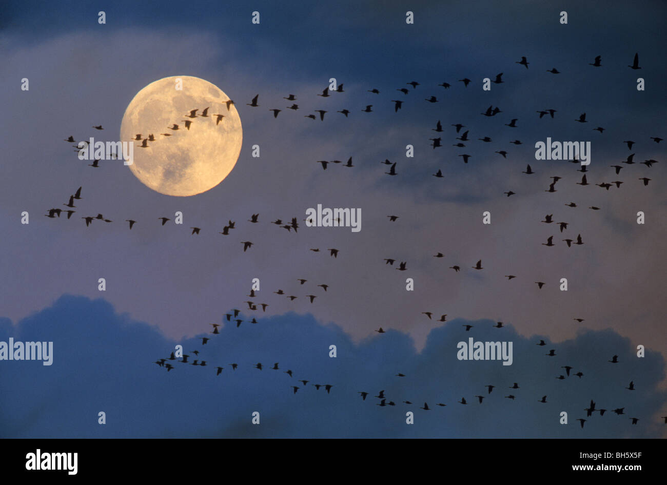 Barnacle Goose (Branta leucopsis). Gregge in volo con luna in background Foto Stock