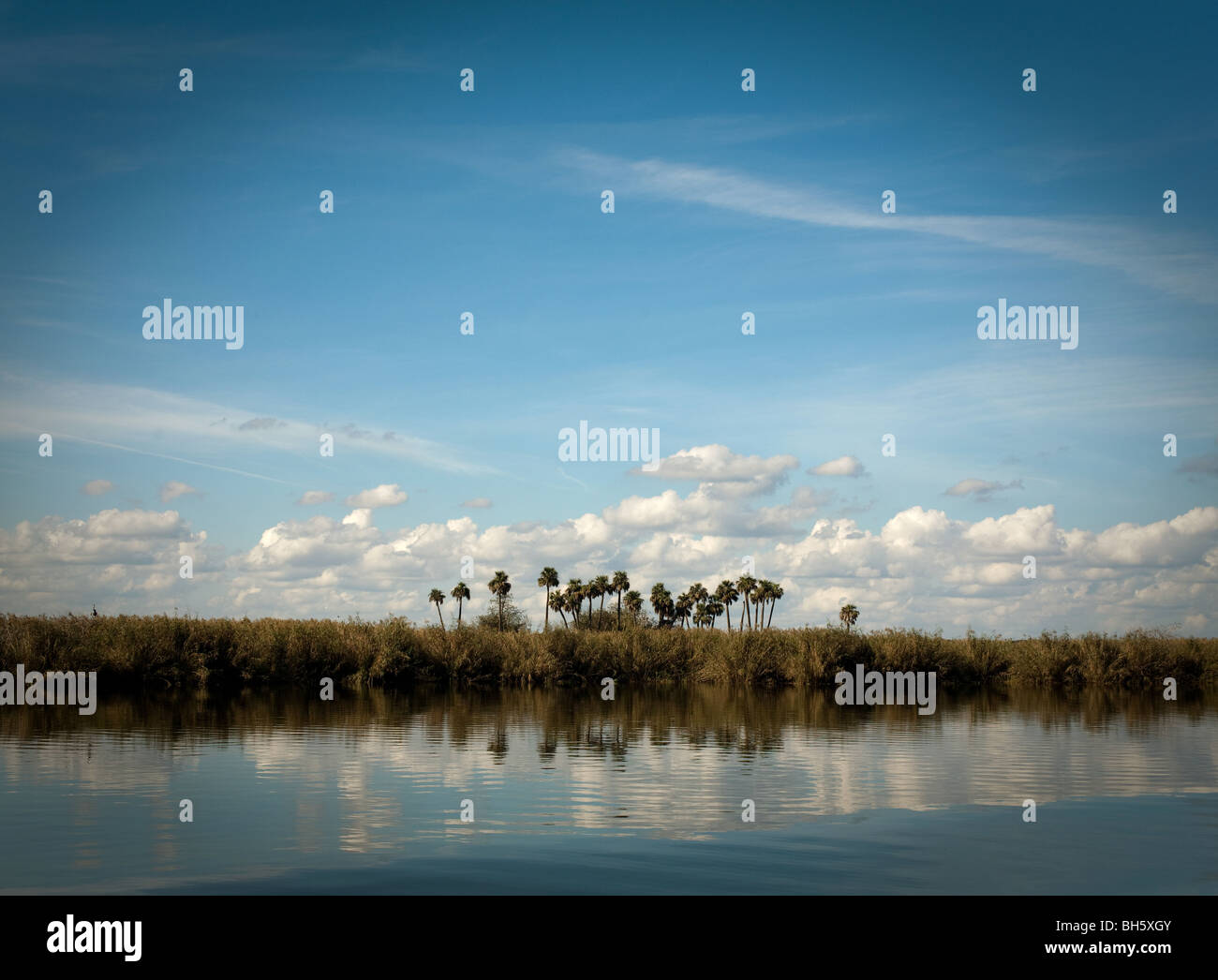 Un cavalletto di palme su un'isola nel mezzo del lago di Jessup, un lago lungo la Florida's St. Johns River. Foto Stock